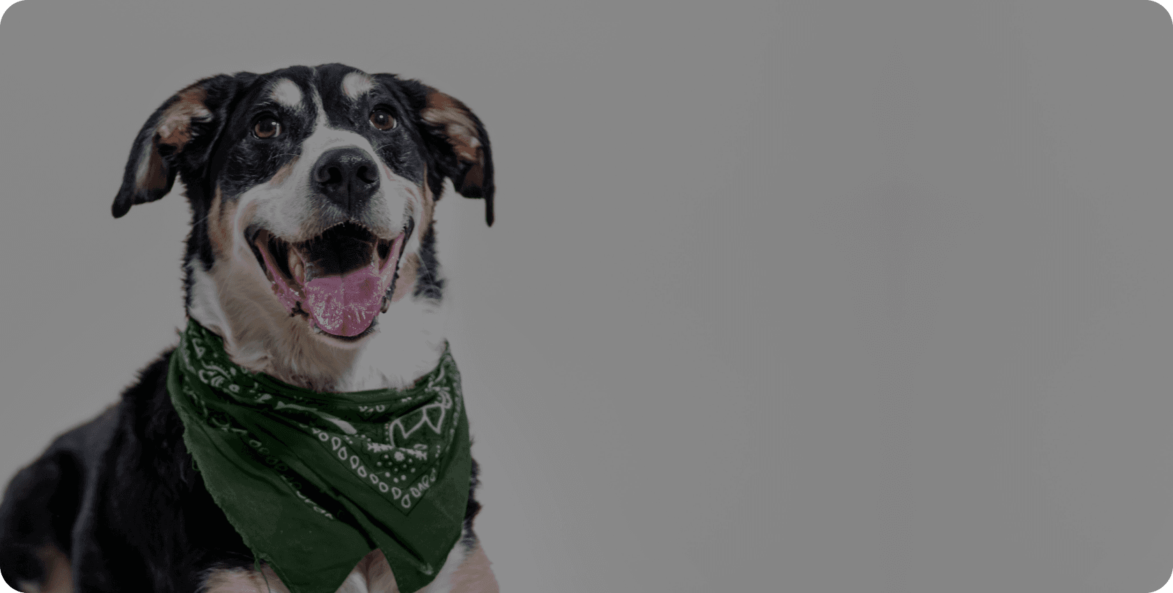 교감과 소통의 가치를 담은 펫케어 뉴트리션